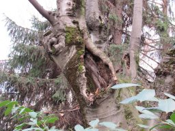 Potatura degli alberi SBAGLIATA